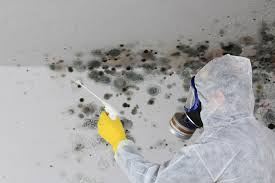 Best Attic Mold Removal  in Milwaukee, WI